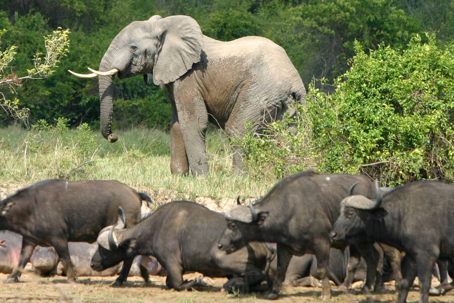 Parc National des Virunga
